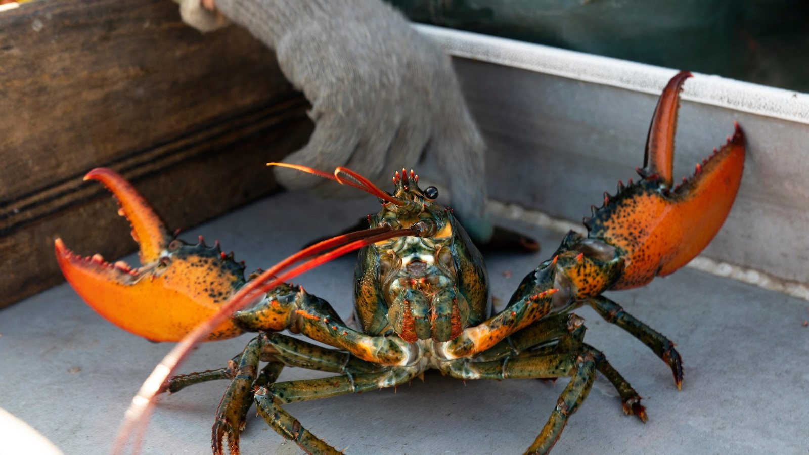 American lobster Catch while crustaceans migrate to colder Canadian waters