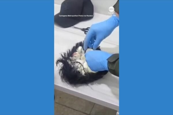 WATCH: Suspect caught smuggling cocaine under toupee, police say hulu