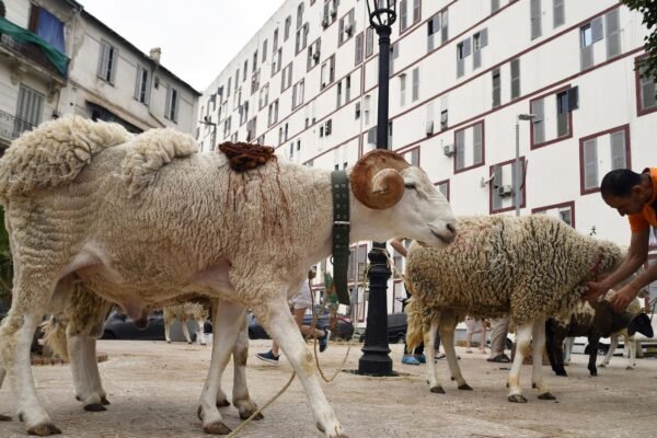 Algeria plans to import a million sheep ahead of Eid al-Adha del Islam