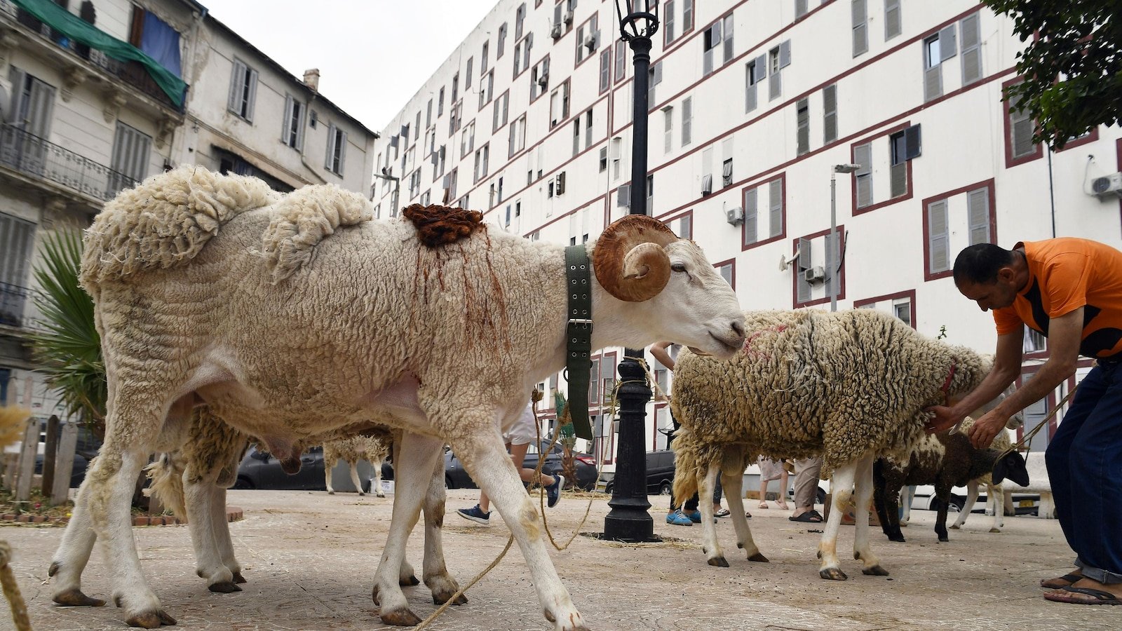 Algeria plans to import a million sheep ahead of Eid al-Adha del Islam
