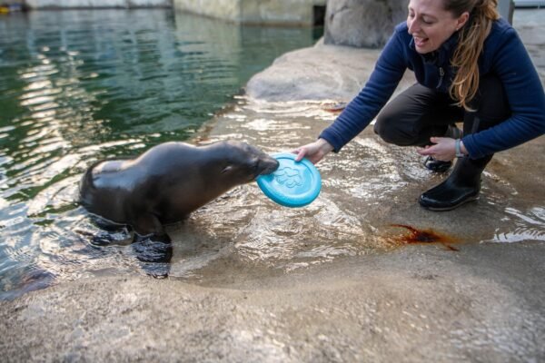 Baby Sea Lion performs feats of rhythmic gymnastics in the state of Washington