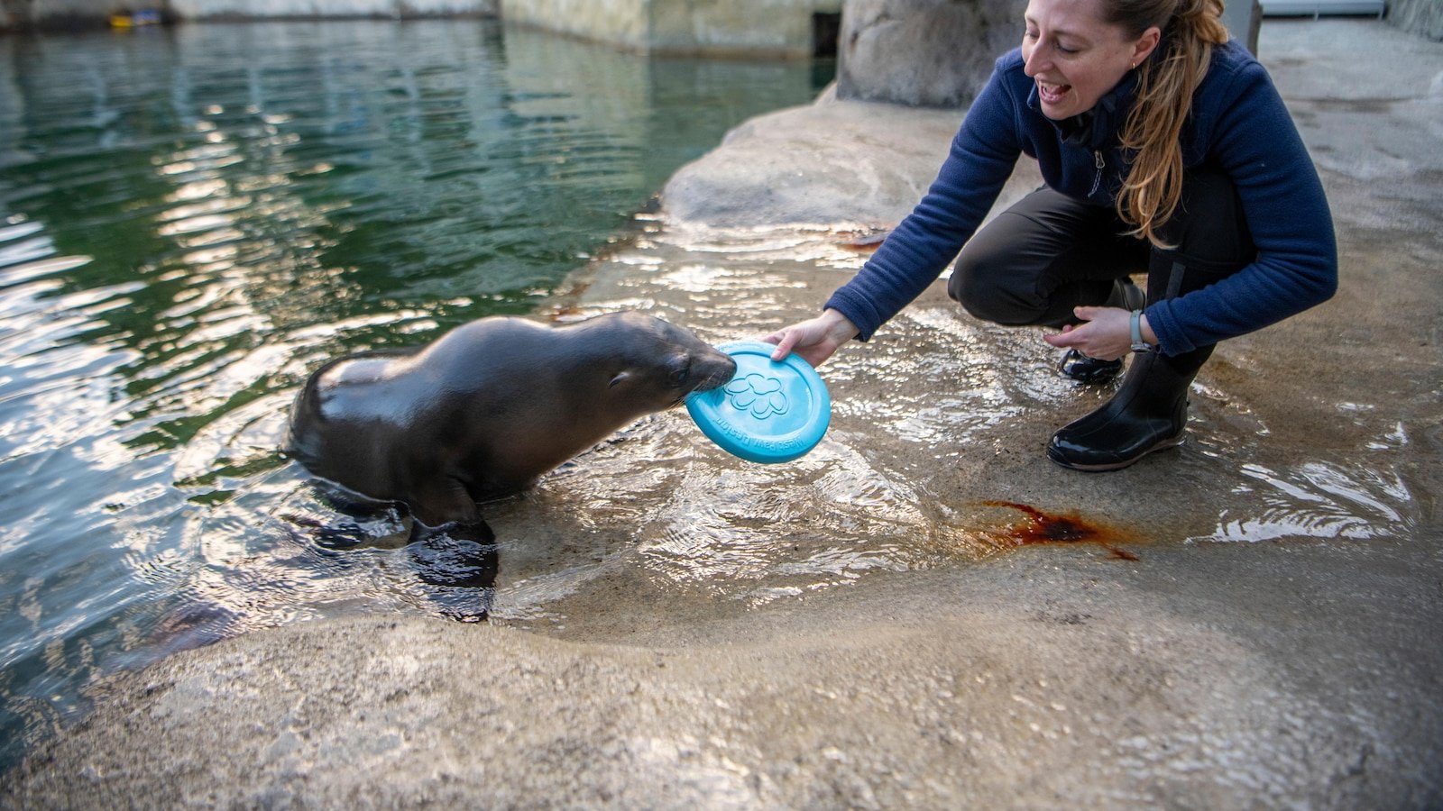 Baby Sea Lion performs feats of rhythmic gymnastics in the state of Washington