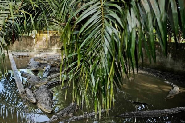 Crocodile attacks in Indonesia are increasing. Stays residents of the limit