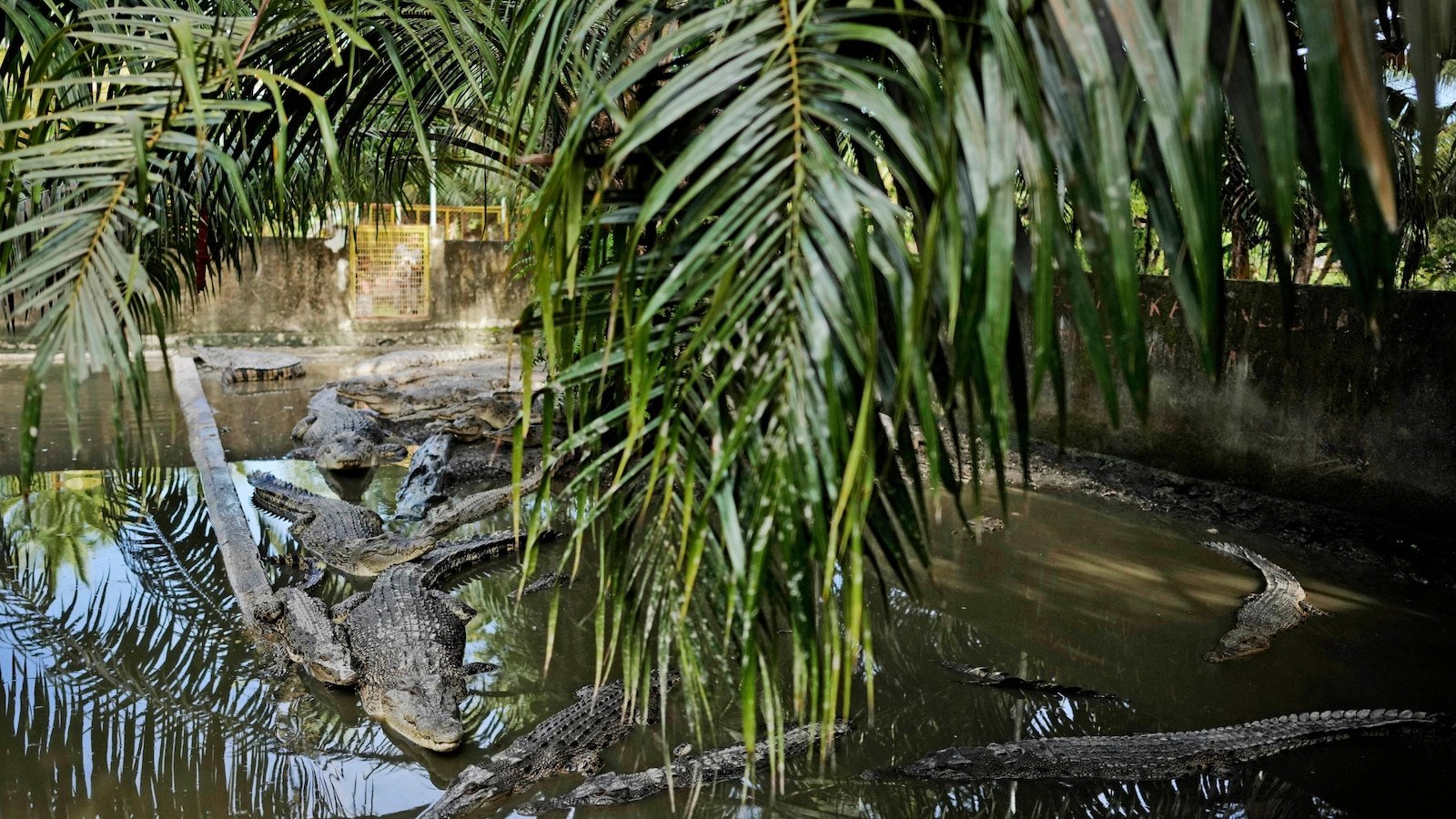 Crocodile attacks in Indonesia are increasing. Stays residents of the limit