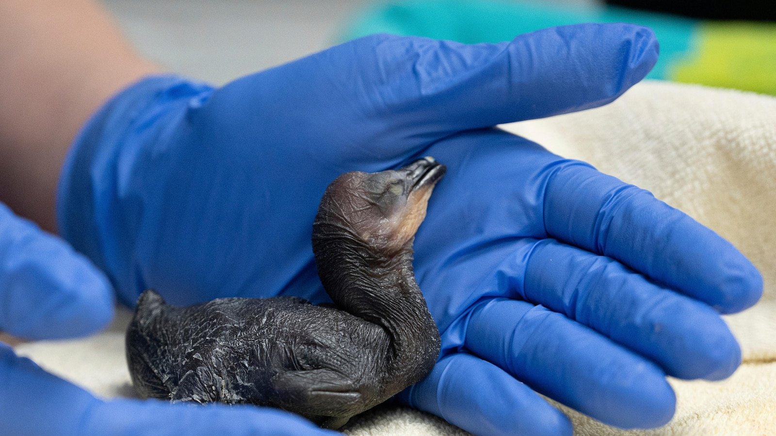 Dozen eggs and bird chicks rescued from eucalyptus damaged by the wind in California