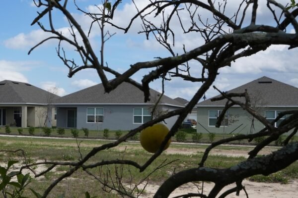 Florida's citrus industry faces threats from hurricanes, diseases and real estate