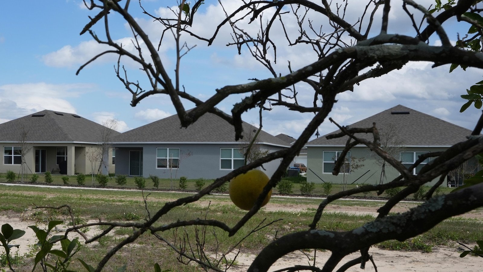 Florida's citrus industry faces threats from hurricanes, diseases and real estate
