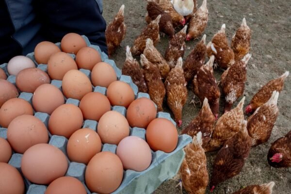 The United States is in a search for eggs in Europe to relieve prices at home.