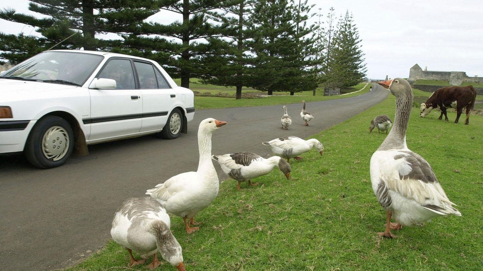 Canadian couple probably the only business owners on Norfolk island to face US tariffs