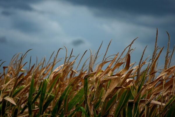 EPA that allows the sale of e15 cheaper gasoline of ethanol through us this summer