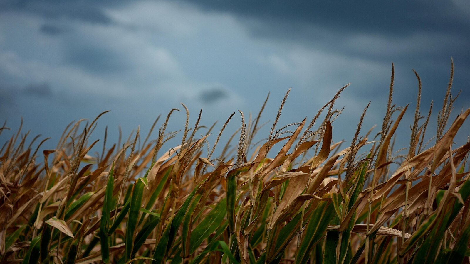 EPA that allows the sale of e15 cheaper gasoline of ethanol through us this summer