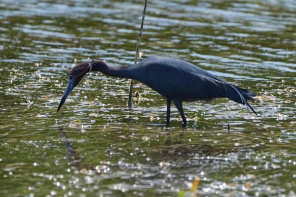 Everglades restoration would protect Florida's keys while scientists observe drought
