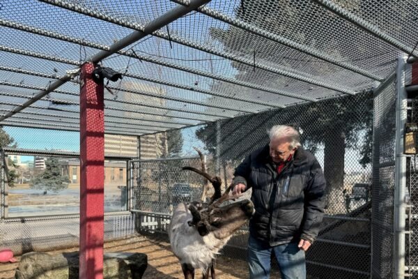 Pet reindeer sacrificed after someone manipulated the pen, possibly poisoned him