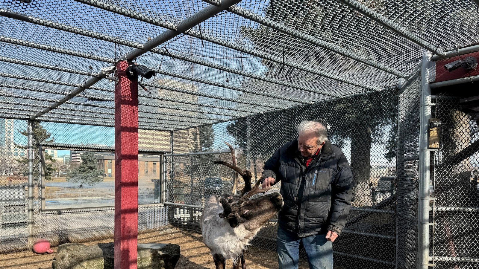 Pet reindeer sacrificed after someone manipulated the pen, possibly poisoned him