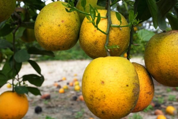 The Great Producer of Florida plans to build a new community after ending citrus operations