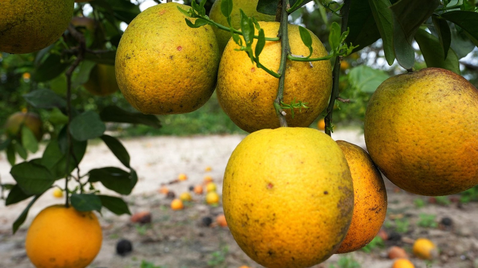 The Great Producer of Florida plans to build a new community after ending citrus operations