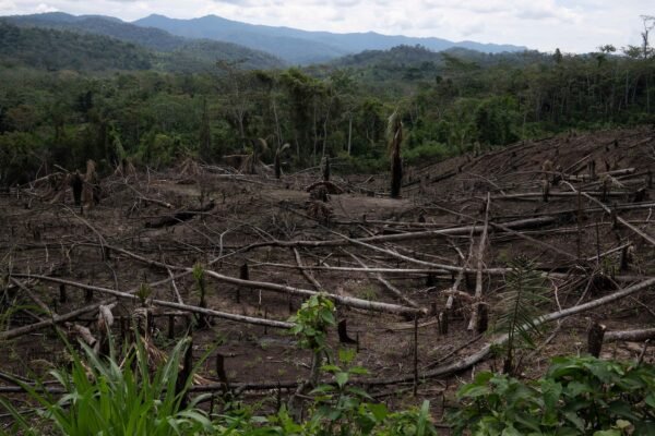 The amendment to the law of Peru increases the fear of the destruction of the Amazon jungle