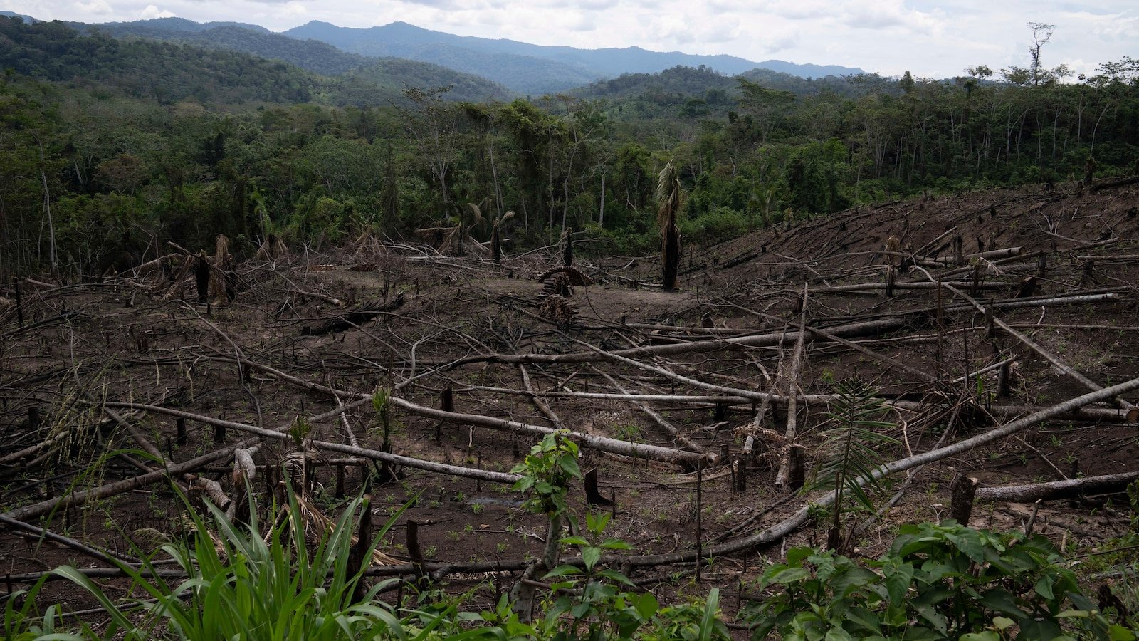 The amendment to the law of Peru increases the fear of the destruction of the Amazon jungle