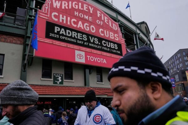 The geese nest next to the Wrigley field laundering emblematic during the Chicago puppies games