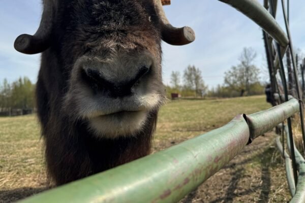 A Mother's Day Tradition of Alaska: mix with survivors of the ice age on a farm