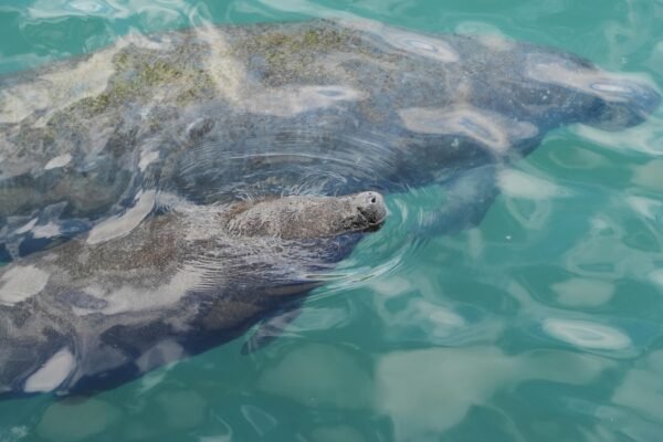 Democratic senators press Trump administration on how to protect endangered species