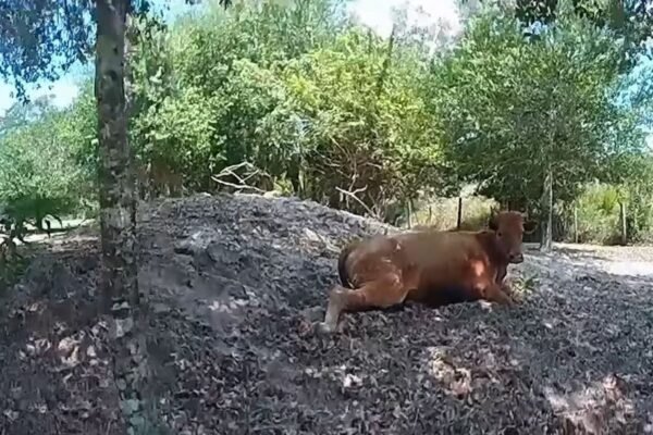 Florida's man triggers the neighbor's cow 5 times after he wandered for his property