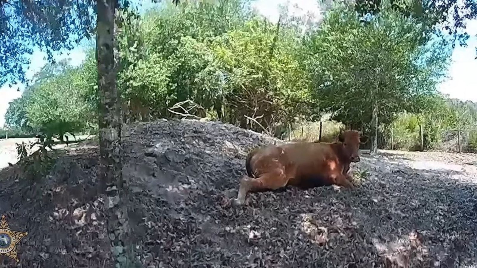 Florida's man triggers the neighbor's cow 5 times after he wandered for his property