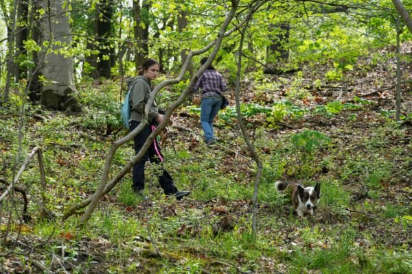 Four -legged researchers sniffed egg -spotted eggs