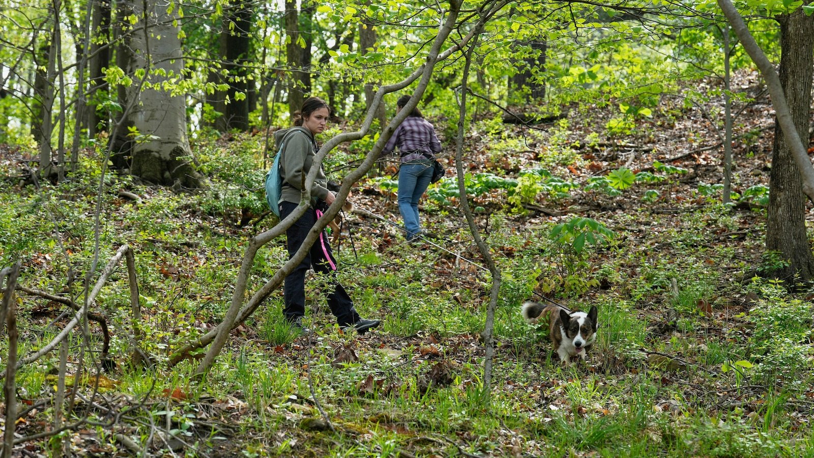 Four -legged researchers sniffed egg -spotted eggs