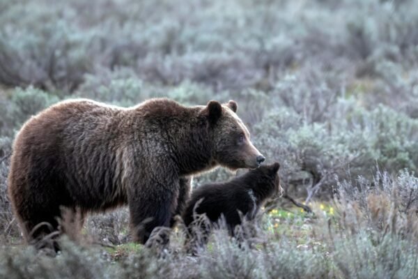 GRIZZLY BEAR HIT AND MATED FAMILY MEMBER IN WYOMING GRAND TETON NATIONAL PARK