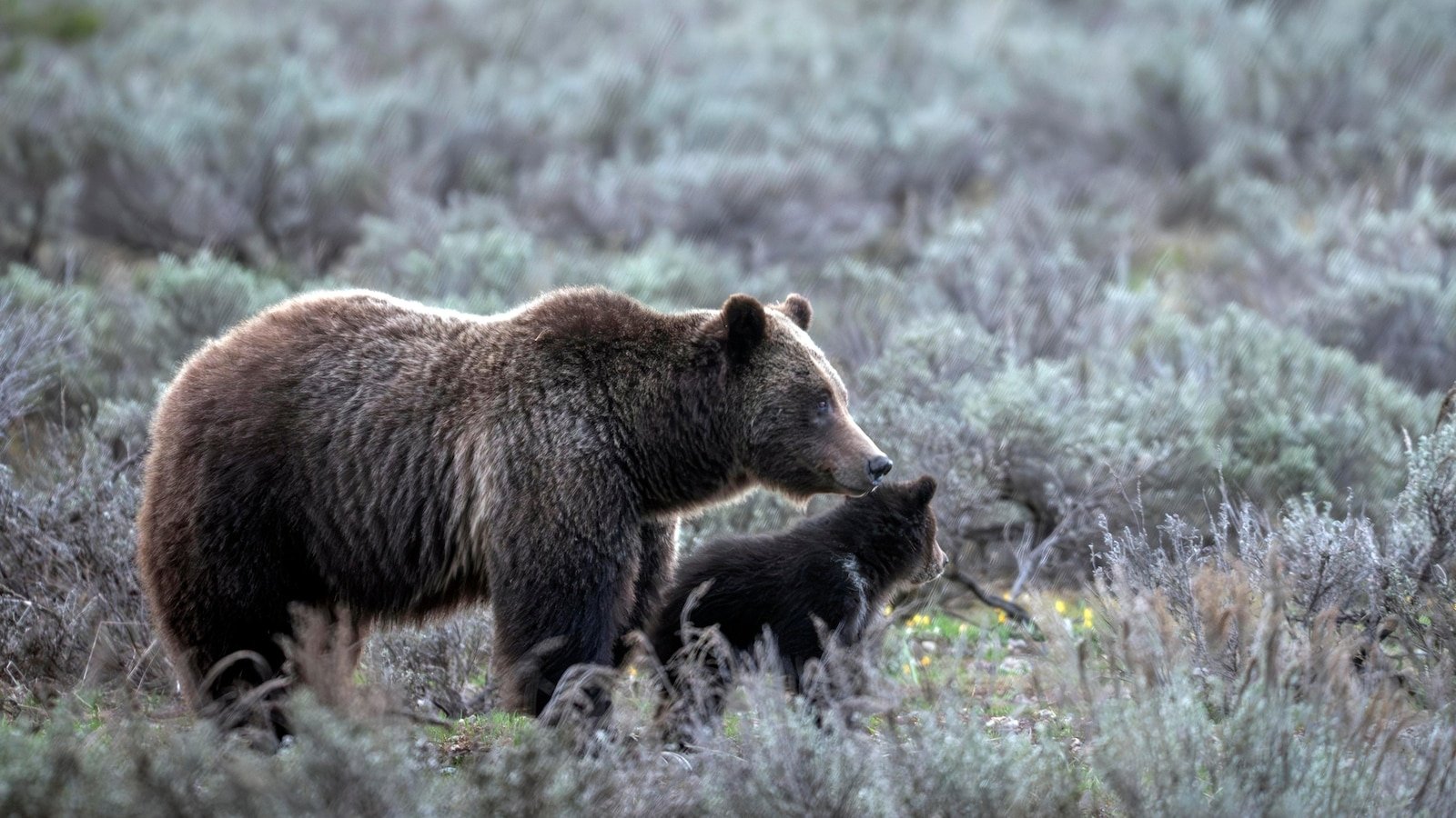 GRIZZLY BEAR HIT AND MATED FAMILY MEMBER IN WYOMING GRAND TETON NATIONAL PARK