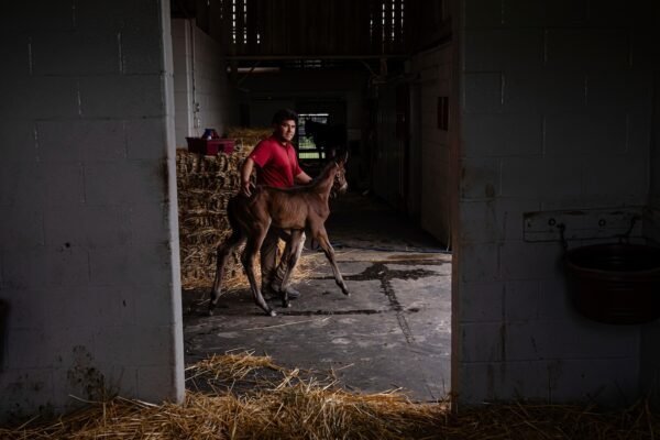 Horses in Kentucky Farm helping men build sober lives, win jobs and gather families