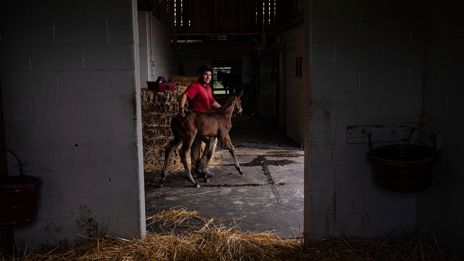 Horses in Kentucky Farm helping men build sober lives, win jobs and gather families