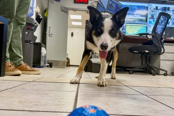 Know the border collies that defend themselves in wildlife at the most busy airport of West Virginia