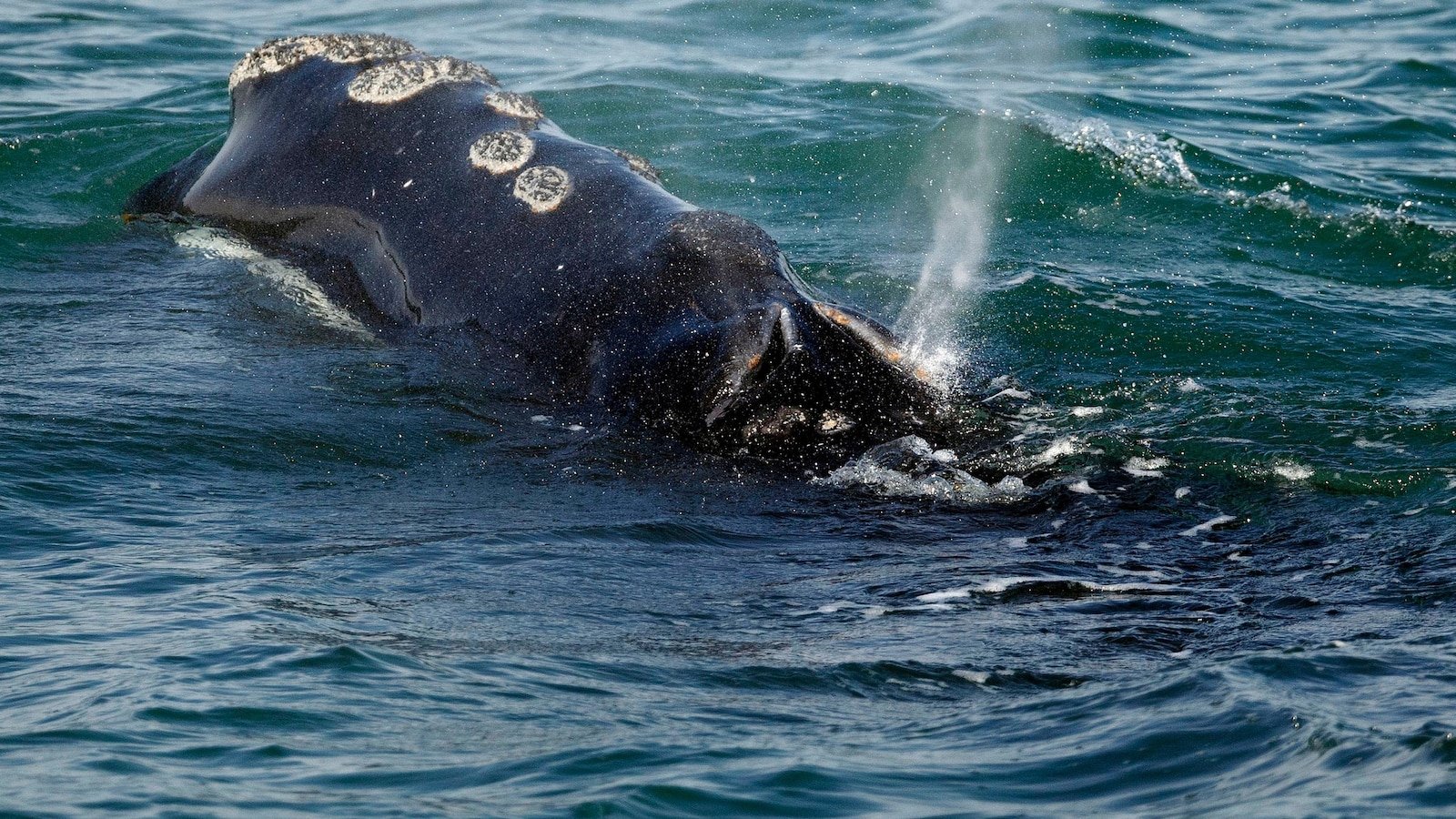 The endangered whales gave birth to few babies this year as the population decreases