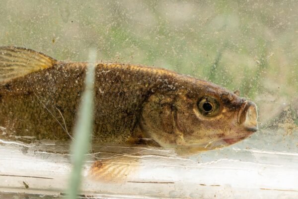 The rare olive fish in Nevada is close to a key step towards the list of endangered species