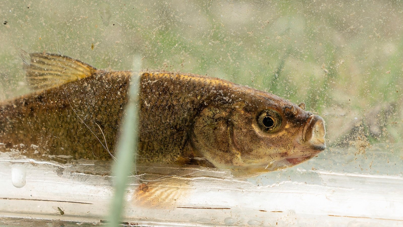 The rare olive fish in Nevada is close to a key step towards the list of endangered species