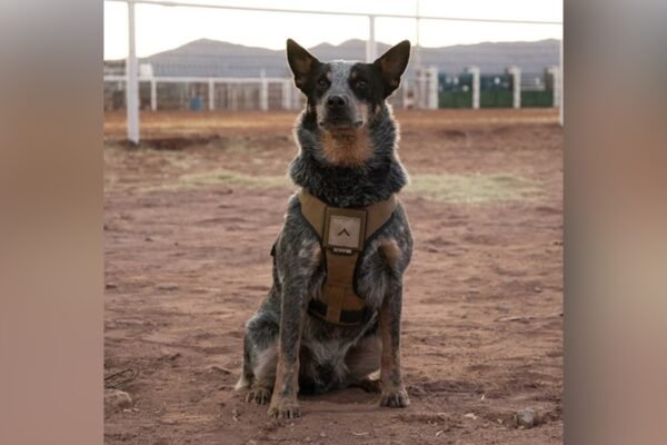 Trump's military parade includes a dog and pony show. And the dog is called Doc Holliday