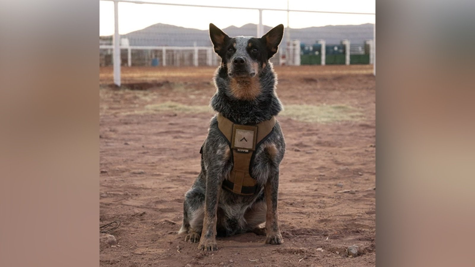 Trump's military parade includes a dog and pony show. And the dog is called Doc Holliday